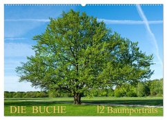 Die Buche: 12 Baumporträts (Wandkalender 2024 DIN A2 quer), CALVENDO Monatskalender