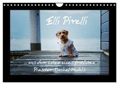 Elli Pirelli... aus dem Leben eines fröhlichen Pinscher-Dackel-Mädels (Wandkalender 2024 DIN A4 quer), CALVENDO Monatskalender