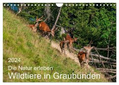Die Natur erleben - Wildtiere in Graubünden (Wandkalender 2024 DIN A4 quer), CALVENDO Monatskalender - Plattner, Jürg