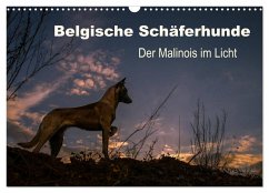 Belgische Schäferhunde - Der Malinois im Licht (Wandkalender 2024 DIN A3 quer), CALVENDO Monatskalender - Brandt, Tanja
