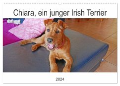 Chiara, ein junger Irish Terrier (Wandkalender 2024 DIN A2 quer), CALVENDO Monatskalender