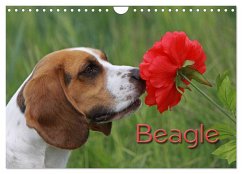 Beagle (Wandkalender 2024 DIN A4 quer), CALVENDO Monatskalender - Pferdografen.de