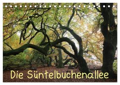 Die Süntelbuchenallee (Tischkalender 2024 DIN A5 quer), CALVENDO Monatskalender