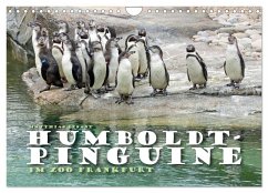 HUMBOLDTPINGUINE (Wandkalender 2024 DIN A4 quer), CALVENDO Monatskalender