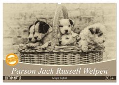 Parson Jack Russel Welpen (Wandkalender 2024 DIN A2 quer), CALVENDO Monatskalender