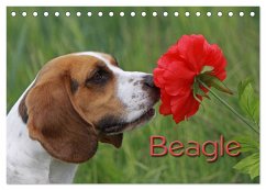 Beagle (Tischkalender 2024 DIN A5 quer), CALVENDO Monatskalender