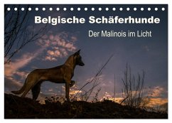 Belgische Schäferhunde - Der Malinois im Licht (Tischkalender 2024 DIN A5 quer), CALVENDO Monatskalender