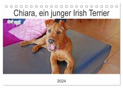 Chiara, ein junger Irish Terrier (Tischkalender 2024 DIN A5 quer), CALVENDO Monatskalender