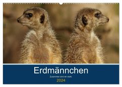 Erdmännchen - Zusammen sind wir stark (Wandkalender 2024 DIN A2 quer), CALVENDO Monatskalender - Hebgen, Peter