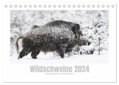 Wildschweine ¿ Wildlife Fotografien (Tischkalender 2024 DIN A5 quer), CALVENDO Monatskalender