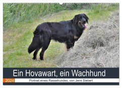 Ein Hovawart, ein Wachhund (Wandkalender 2024 DIN A2 quer), CALVENDO Monatskalender