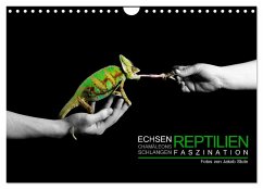 Faszination Reptilien (Wandkalender 2024 DIN A4 quer), CALVENDO Monatskalender
