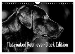 Flatcoated Retriever Black Edition (Wandkalender 2024 DIN A4 quer), CALVENDO Monatskalender