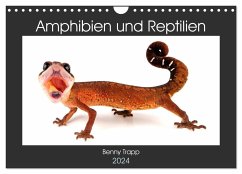 Amphibien und Reptilien (Wandkalender 2024 DIN A4 quer), CALVENDO Monatskalender