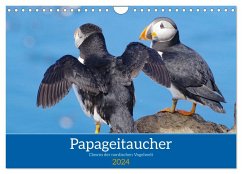 Papageitaucher - Clowns der nordischen Vogelwelt (Wandkalender 2024 DIN A4 quer), CALVENDO Monatskalender - Pantke, Reinhard