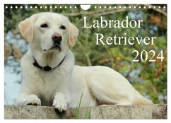 Labrador Retriever 2024 (Wandkalender 2024 DIN A4 quer), CALVENDO Monatskalender