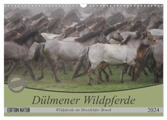 Dülmener Wildpferde - Wildpferde im Meerfelder Bruch (Wandkalender 2024 DIN A3 quer), CALVENDO Monatskalender