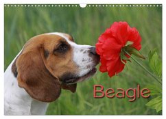 Beagle (Wandkalender 2024 DIN A3 quer), CALVENDO Monatskalender