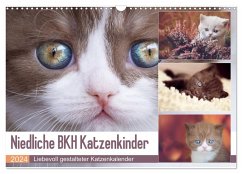 Niedliche BKH Katzenkinder (Wandkalender 2024 DIN A3 quer), CALVENDO Monatskalender