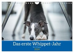 Das erste Whippet-Jahr (Wandkalender 2024 DIN A4 quer), CALVENDO Monatskalender