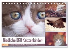 Niedliche BKH Katzenkinder (Tischkalender 2024 DIN A5 quer), CALVENDO Monatskalender