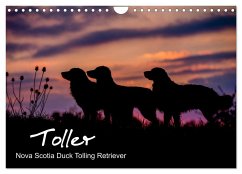 Toller - Nova Scotia Duck Tolling Retriever (Wandkalender 2024 DIN A4 quer), CALVENDO Monatskalender - Auerbach, Anna