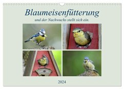 Blaumeisenfütterung, und der Nachwuchs stellt sich ein. (Wandkalender 2024 DIN A3 quer), CALVENDO Monatskalender - Rufotos