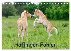 Haflinger Fohlen (Tischkalender 2024 DIN A5 quer), CALVENDO Monatskalender - Menden, Katho