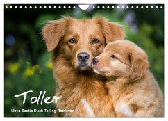 Toller - Nova Scotia Duck Tolling Retriever (Wandkalender 2024 DIN A4 quer), CALVENDO Monatskalender - Auerbach, Anna