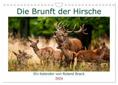 Die Brunft der Hirsche (Wandkalender 2024 DIN A4 quer), CALVENDO Monatskalender - Brack, Roland