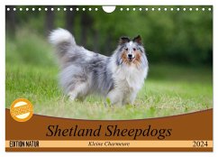 Shetland Sheepdogs - Kleine Charmeure (Wandkalender 2024 DIN A4 quer), CALVENDO Monatskalender