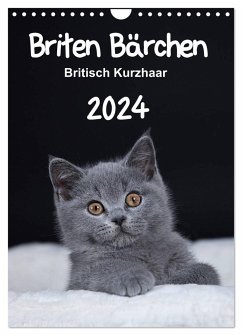 Briten Bärchen ¿ Britisch Kurzhaar 2024 (Wandkalender 2024 DIN A4 hoch), CALVENDO Monatskalender - Bollich, Heidi