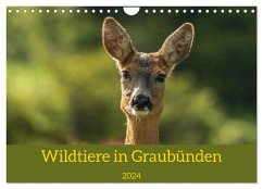 Wildtiere in Graubünden (Wandkalender 2024 DIN A4 quer), CALVENDO Monatskalender - Plattner, Jürg