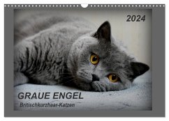 GRAUE ENGEL Britischkurzhaar-Katzen (Wandkalender 2024 DIN A3 quer), CALVENDO Monatskalender