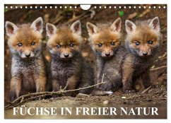 Füchse in freier Natur (Wandkalender 2024 DIN A4 quer), CALVENDO Monatskalender