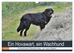 Ein Hovawart, ein Wachhund (Wandkalender 2024 DIN A3 quer), CALVENDO Monatskalender - Siebert, Jens