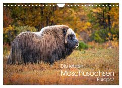 Die letzten Moschusochsen Europas (Wandkalender 2024 DIN A4 quer), CALVENDO Monatskalender