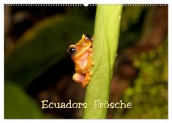 Ecuadors Frösche (Wandkalender 2024 DIN A2 quer), CALVENDO Monatskalender - Schulz, Eerika