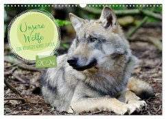 Unsere Wölfe - Ein Wildtier kehrt zurück (Wandkalender 2024 DIN A3 quer), CALVENDO Monatskalender