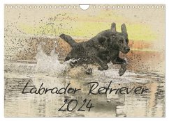Labrador Retriever 2024 (Wandkalender 2024 DIN A4 quer), CALVENDO Monatskalender