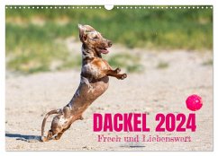 DACKEL 2024 Frech und Liebenwert (Wandkalender 2024 DIN A3 quer), CALVENDO Monatskalender
