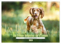 Englischer Cocker Spaniel (Wandkalender 2024 DIN A3 quer), CALVENDO Monatskalender