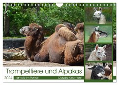 Trampeltiere und Alpakas (Wandkalender 2024 DIN A4 quer), CALVENDO Monatskalender