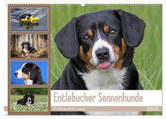 Entlebucher Sennenhunde Emma und Luna (Wandkalender 2024 DIN A2 quer), CALVENDO Monatskalender