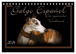 Galgo Español 2024- Der spanische Windhund (Tischkalender 2024 DIN A5 quer), CALVENDO Monatskalender