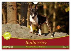 Bullterrier, Powerpakete auf 4 Pfoten (Wandkalender 2024 DIN A4 quer), CALVENDO Monatskalender