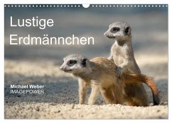Lustige Erdmännchen (Wandkalender 2024 DIN A3 quer), CALVENDO Monatskalender - Weber, Michael