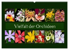 Vielfalt der Orchideen (Wandkalender 2024 DIN A2 quer), CALVENDO Monatskalender