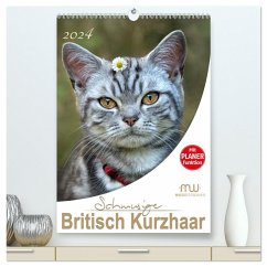 Schmusige Britisch Kurzhaar (hochwertiger Premium Wandkalender 2024 DIN A2 hoch), Kunstdruck in Hochglanz