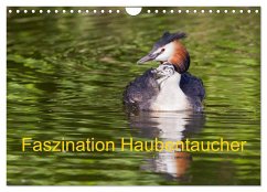 Faszination Haubentaucher (Wandkalender 2024 DIN A4 quer), CALVENDO Monatskalender